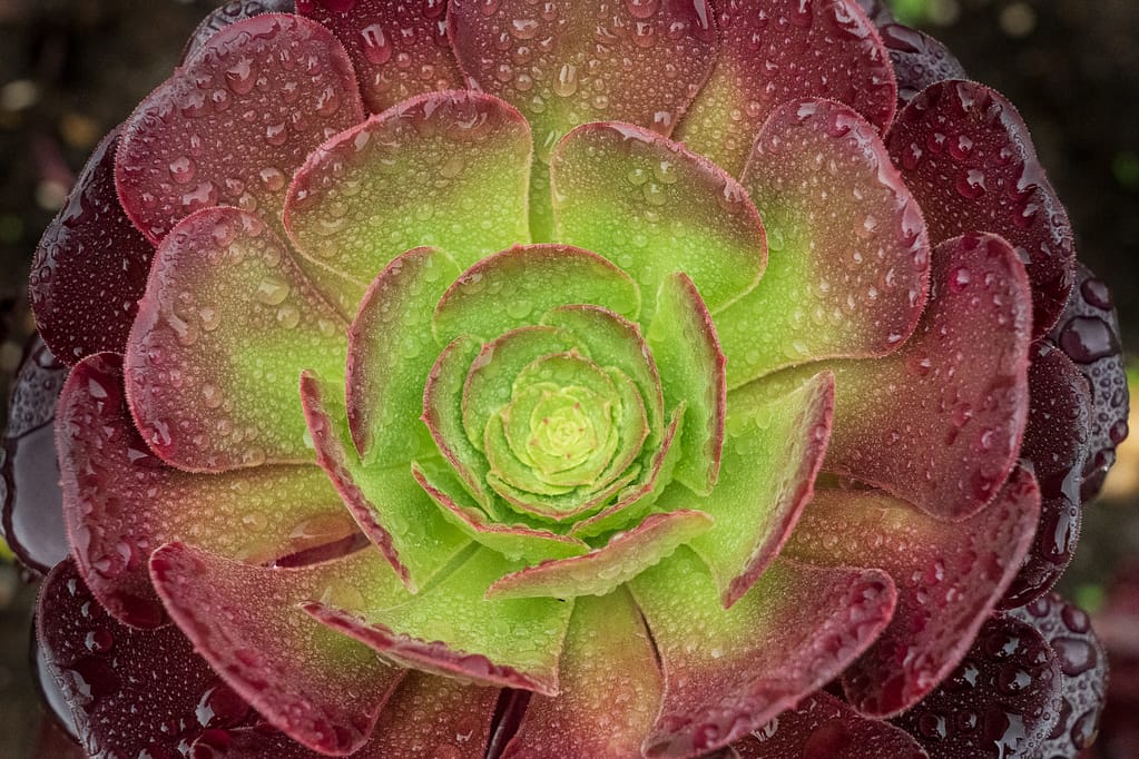Aeoniums