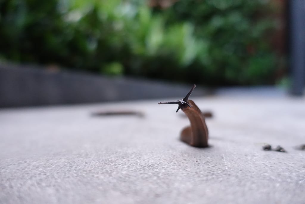 alain-snel-P9mJHJCSCVc-unsplash