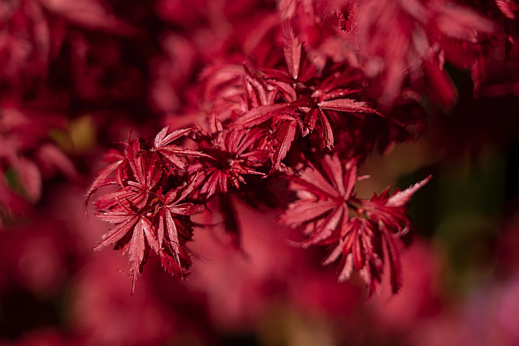 nick-fewings-EKJRG0gyIrY-unsplash