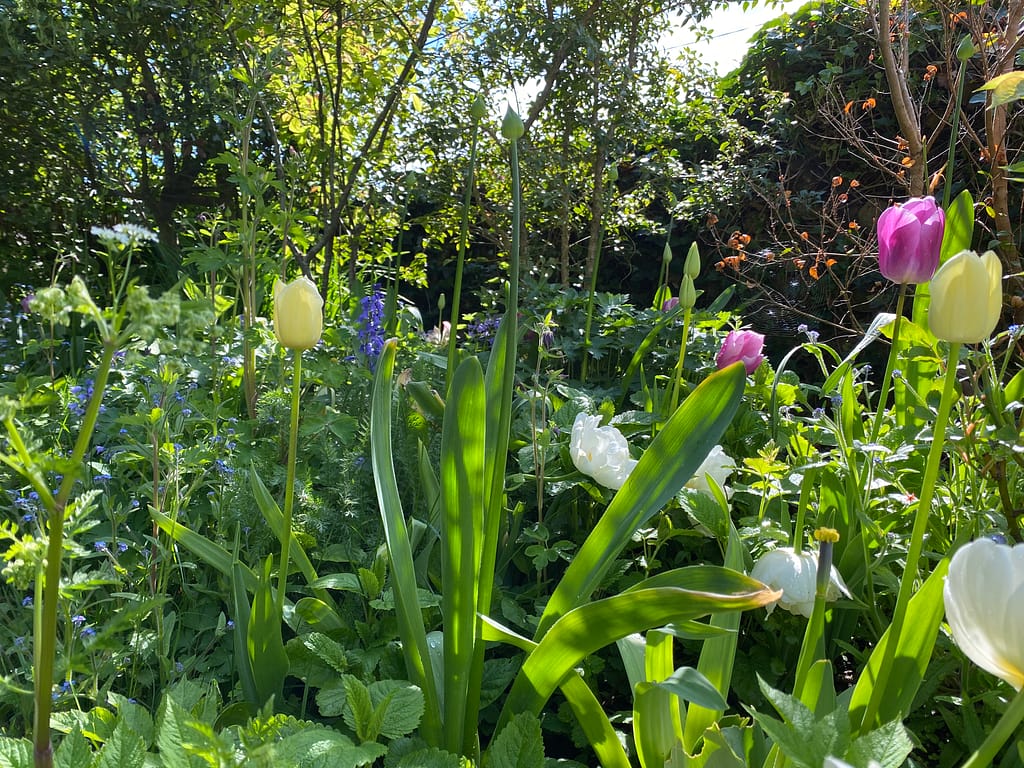 Tulips