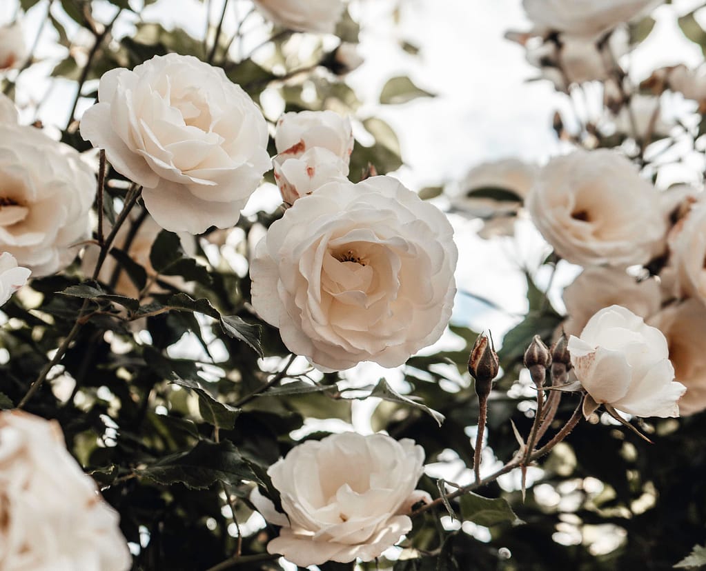 Flowers Named After Royals - Princess Diana Roses