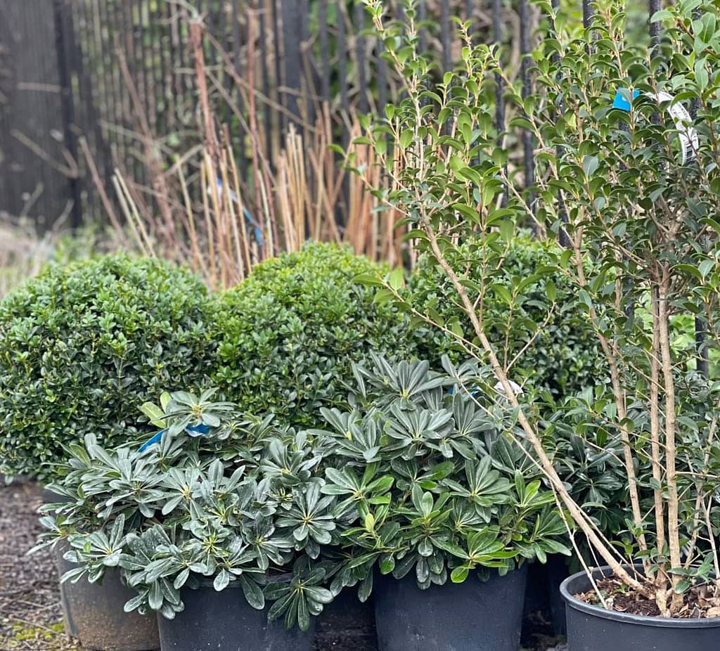 plants Plants ready for laying out in design