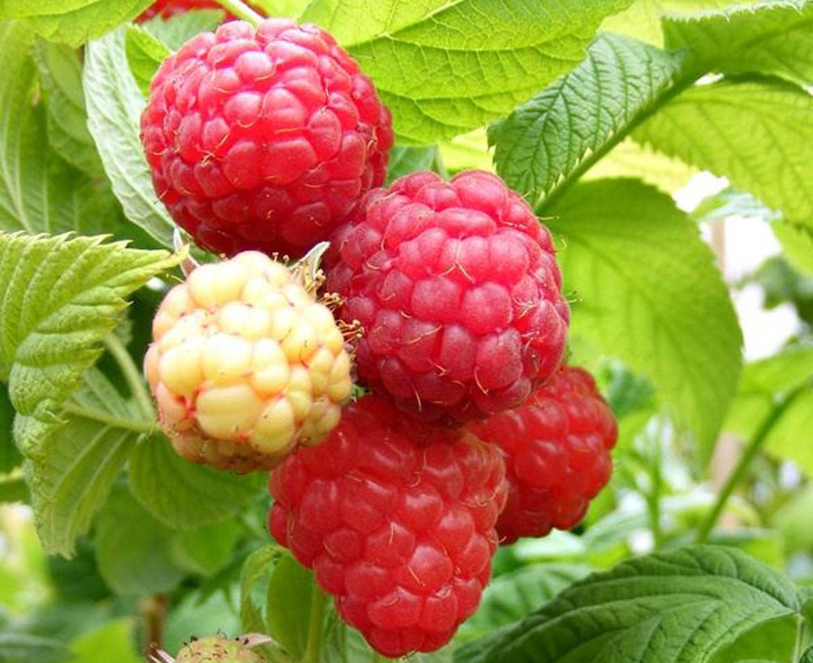 How to Grow Your Own Raspberries