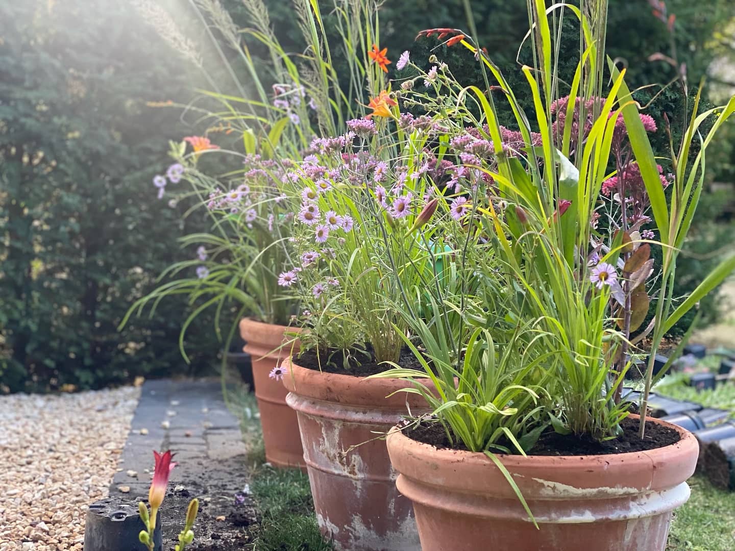 pots containers