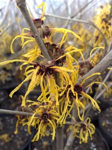 Hamamelis-intermedia-Barmstedt-Gold