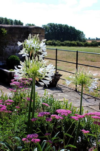 agapanthus at the garden barn