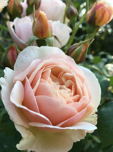 Rosa sweet juliet hits the right tone for plant colour trends 2019