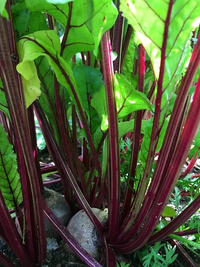 Bright purple-red beetroot with glowing green foliage lit behind by the sun