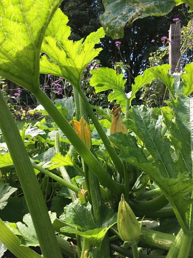 Courgette Flowers growing in raised beds