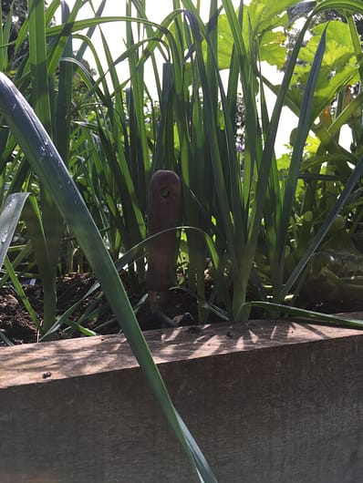 Lovely leeks in the kitchen garden 