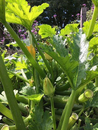 A beautiful courgette plant in the kitchen garden 