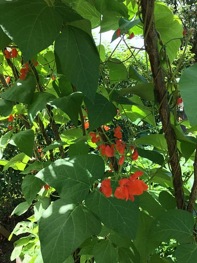 Beans climbing up hazel sticks in the kitchen garden 