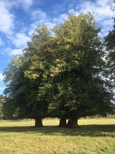 Fully grown tilia cordata 