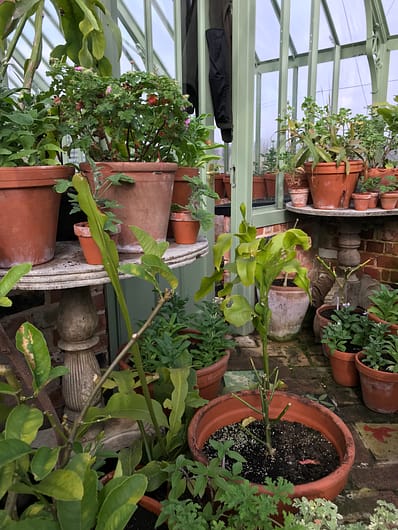 Greenhouse full of terracotta pots 
