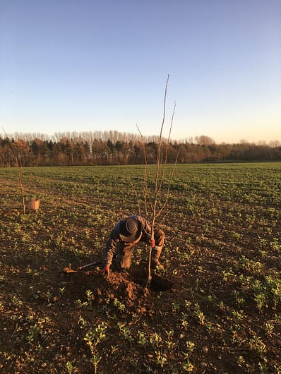 Planting of Tilia cordata - a native tree to the UK