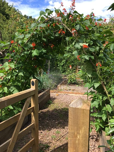 Bean arch full of beans in the kitchen garden 