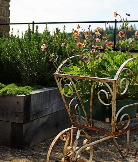 a vintage wheelbarrow with single variety conatiner planting scheme of Geum Mai Tai