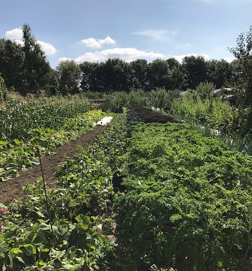 Rich soil grows fantastic vegetables in this garden 
