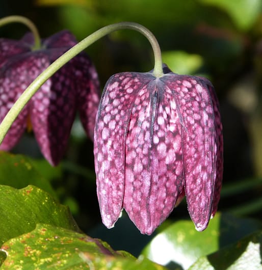chequerboard design of snakeshead fritillary