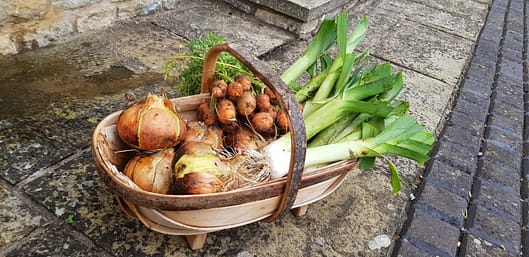 A trug of vegetables from the garden 