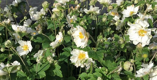 Pearl-white double-anenome