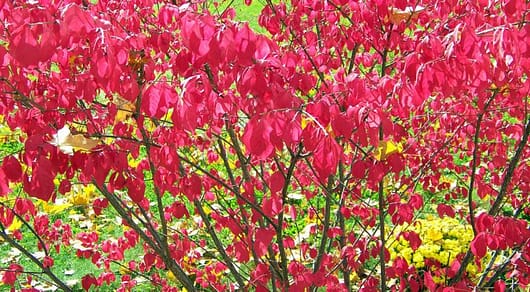 Spectacular hot-pink autumn foliage of the burning bush of compact winged spindle tree
