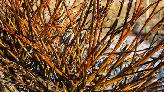 Orange, yellow and red stems of Dogwood in winter