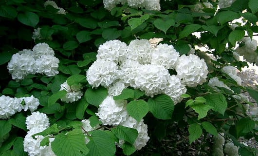 Big white blooms of the snowball viburnum, burgundy foliage in autumn mean it makes the cut of our top 7 winter trees & shrubs
