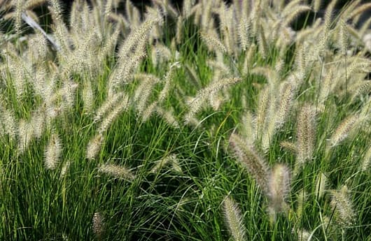 Tufted swathes of grass hameln