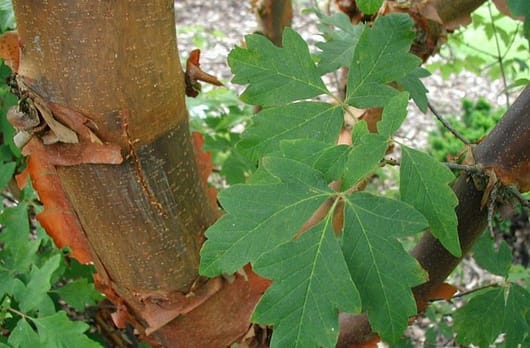 Winter tree Peeling winter bark of the paper maple or acer griseum is reminiscent of a cinnamon stick