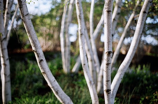  Betula utilis ‘Jacquemontii’ (Himalyan Birch