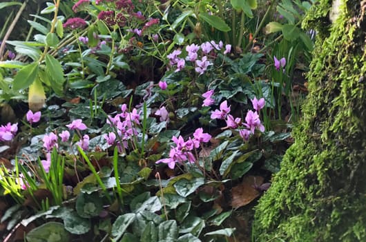 woodland planting with cyclamen