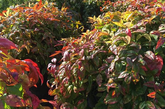 Glorious pinky-red, bronze-purple foliage of the sacred bamboo or nandina domestica make it a perfect for our winter trees & shrubs top picks