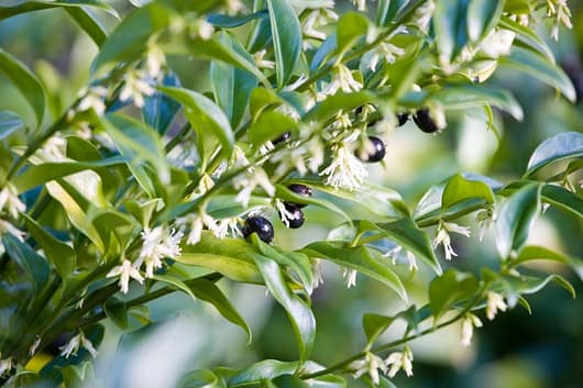 Christmas Box shrub with flowers and berries