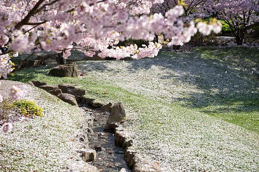 Cherry blossom lined stream