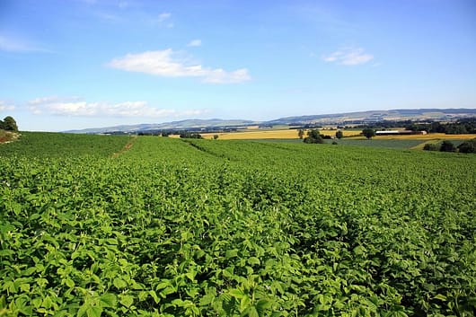 The raspberry fields at blairgowrie, scotland