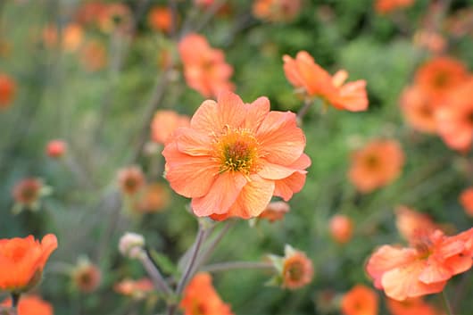Geum 'Totally Tangerine'