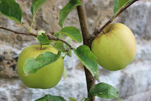 A pair of green apples on still on the tree in the office garden