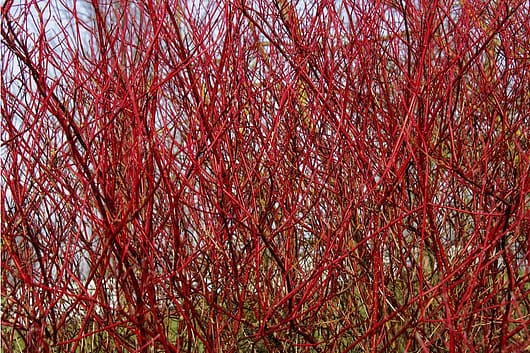 Cornus Alba thrive in rain gardens