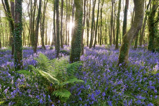 a woodland planted with a carpet of bluebells