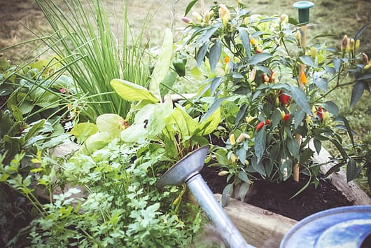 A burgeoning kitchen garden with watering can 
