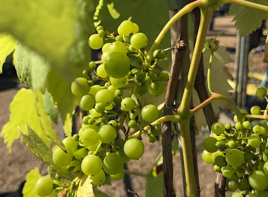 prune grapes now to get the garden ready for summer