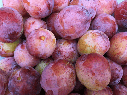 A delicious pile of opal plums straight from the orchard