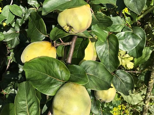 A tree burgeoning with fruit in the orchard