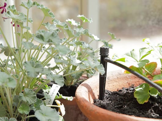 Irrigation spike in a greenhouse