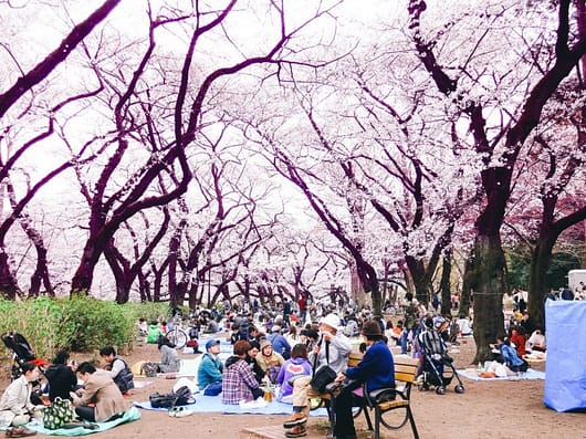 Hanami picnics celebrating the arrival of sakura or cherry blossom in Japan