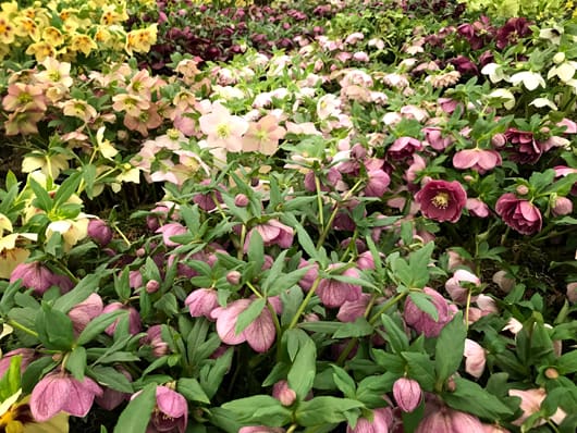 a carpet of heavenly hellebores, winter's loveliest luminaries, in pinks, whites and deep plum purples