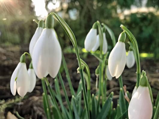 woodland planting with snowdrops