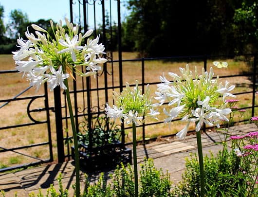 white butterfly flying towards a white agapanthus