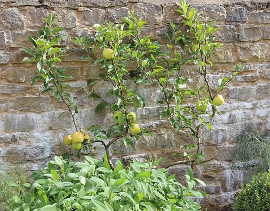 A beautiful espalier apple tree in the Garden Barn orchard